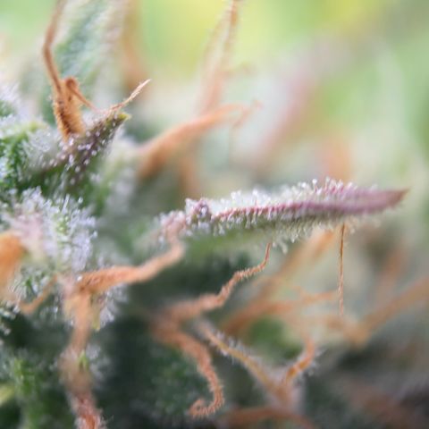 White Widow Automatic growlog timeline photo