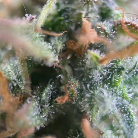 White Widow Automatic growlog timeline photo
