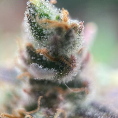 White Widow Automatic growlog timeline photo