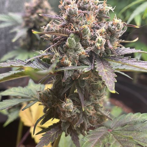 White Widow Automatic growlog timeline photo