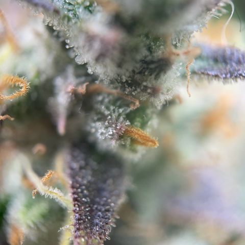 White Widow Automatic growlog timeline photo