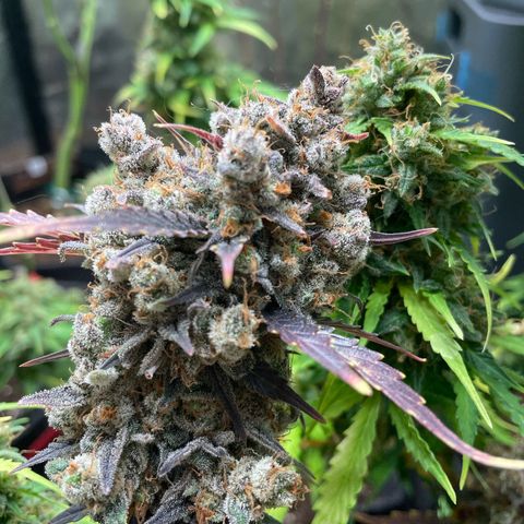 White Widow Automatic growlog timeline photo