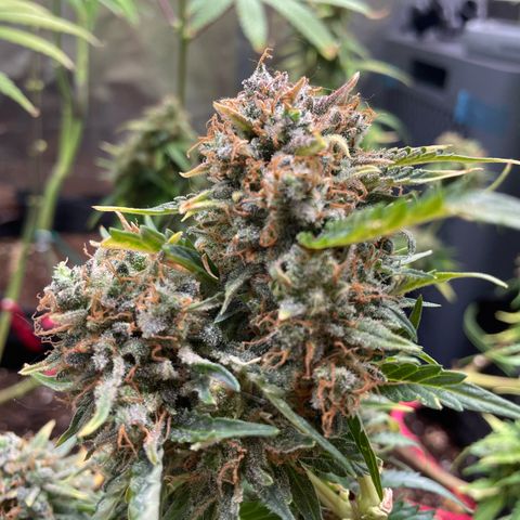 White Widow Automatic growlog timeline photo