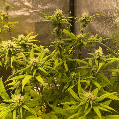 Special Queen #1 growlog timeline photo