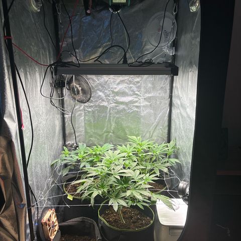 Royal Cookies growlog timeline photo