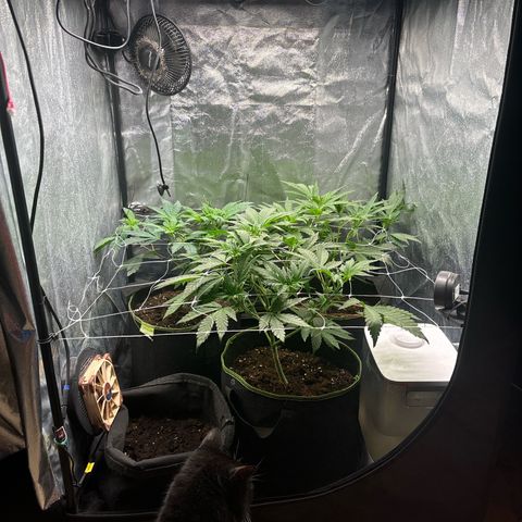 Royal Cookies growlog timeline photo