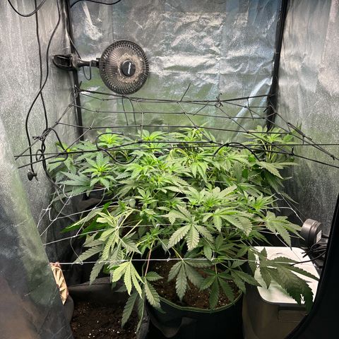 Royal Cookies growlog timeline photo