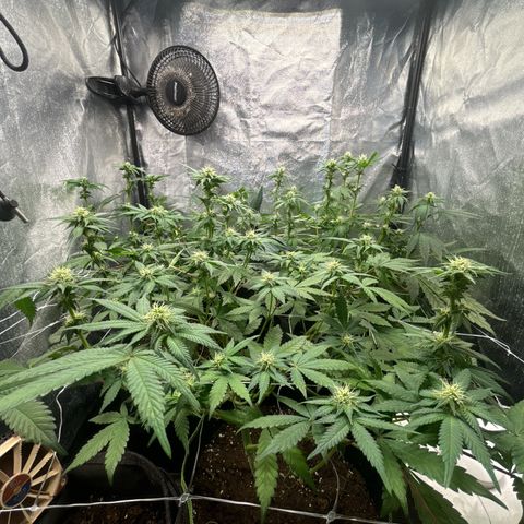 Royal Cookies growlog timeline photo