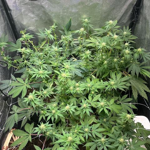 Royal Cookies growlog timeline photo
