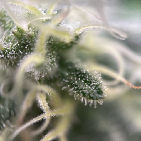 Royal Cookies growlog timeline photo