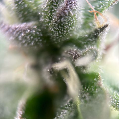 Royal Cookies growlog timeline photo