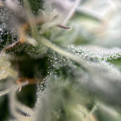 Royal Cookies growlog timeline photo