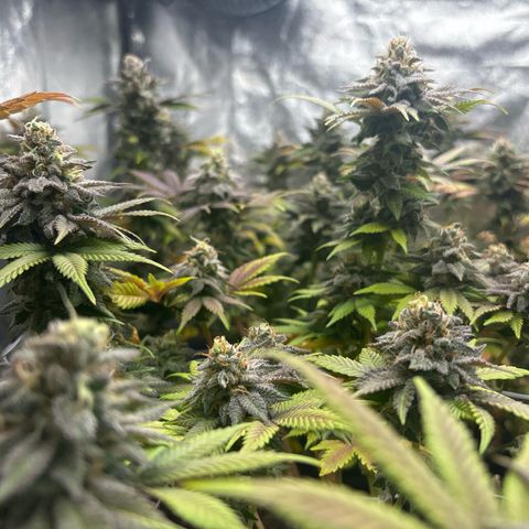 Royal Cookies growlog timeline photo