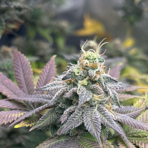 Royal Cookies growlog timeline photo