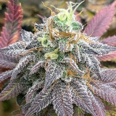 Royal Cookies growlog photo: Before harvest