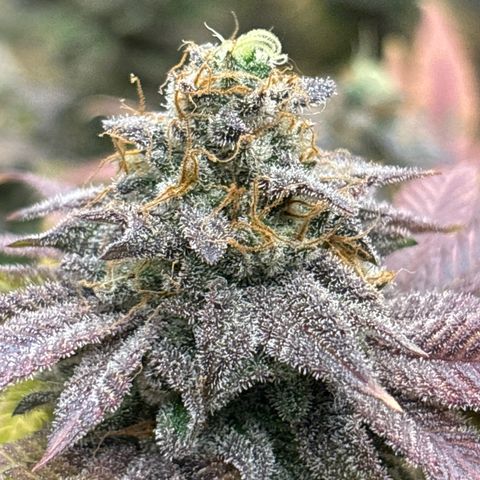 Royal Cookies growlog photo: Before harvest
