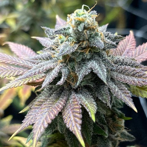 Royal Cookies growlog photo: Before harvest