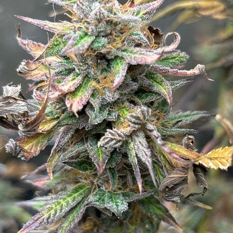 Royal Cookies growlog photo: Before harvest