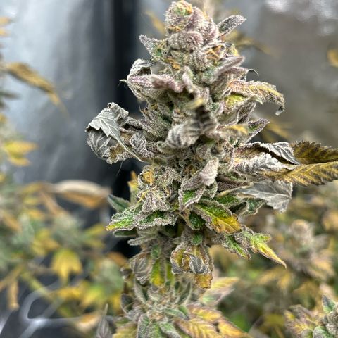 Royal Cookies growlog photo: Before harvest
