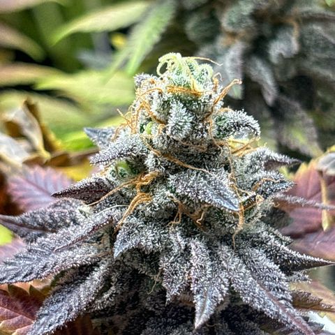 Royal Cookies growlog timeline photo