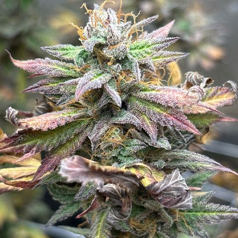 Royal Cookies growlog timeline photo