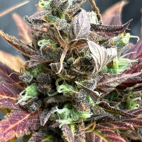 Royal Cookies growlog timeline photo