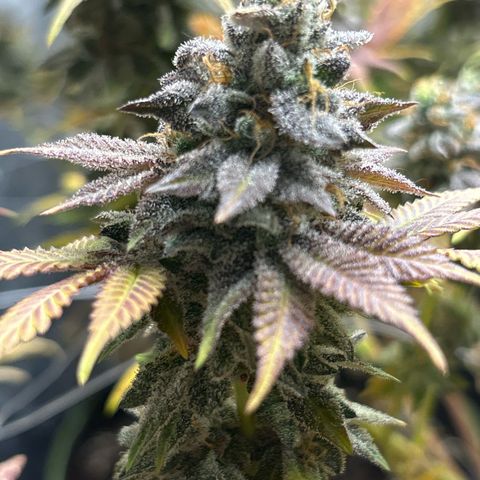 Royal Cookies growlog timeline photo