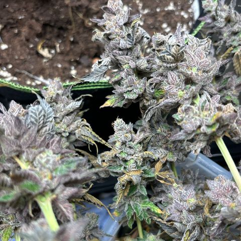 Royal Cookies growlog timeline photo