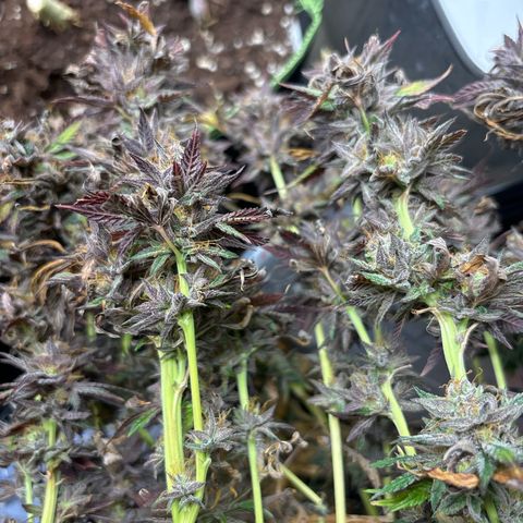 Royal Cookies growlog timeline photo