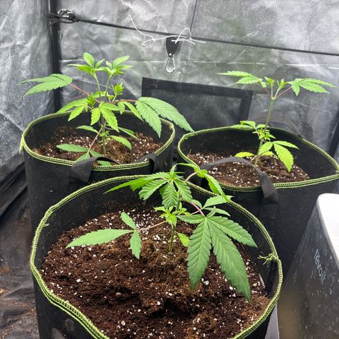 Purple Queen growlog timeline photo