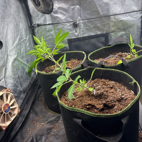 Purple Queen growlog timeline photo