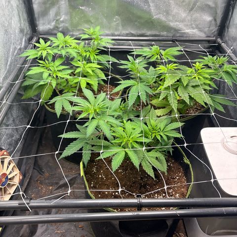 Purple Queen growlog timeline photo