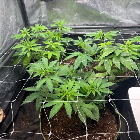 Purple Queen growlog timeline photo