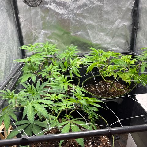 Purple Queen growlog timeline photo