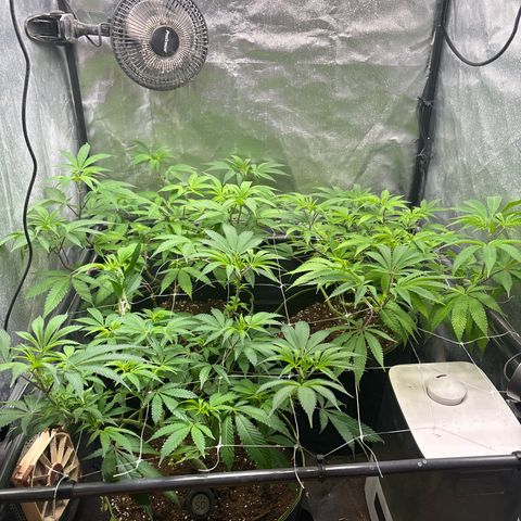 Purple Queen growlog timeline photo