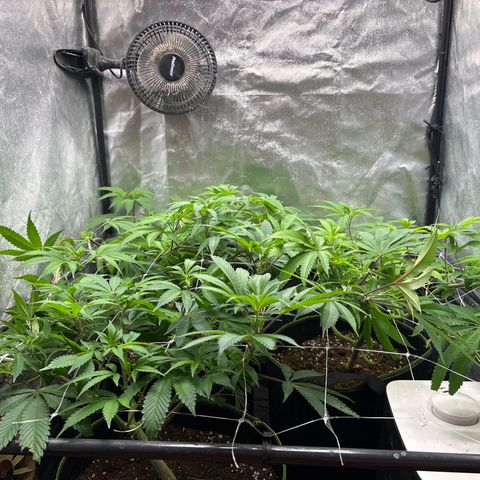 Purple Queen growlog timeline photo