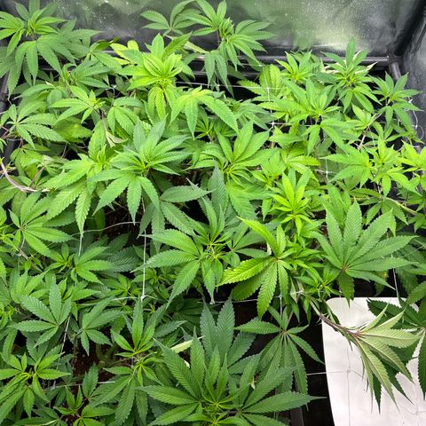 Purple Queen growlog timeline photo