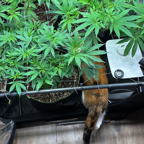 Purple Queen growlog timeline photo