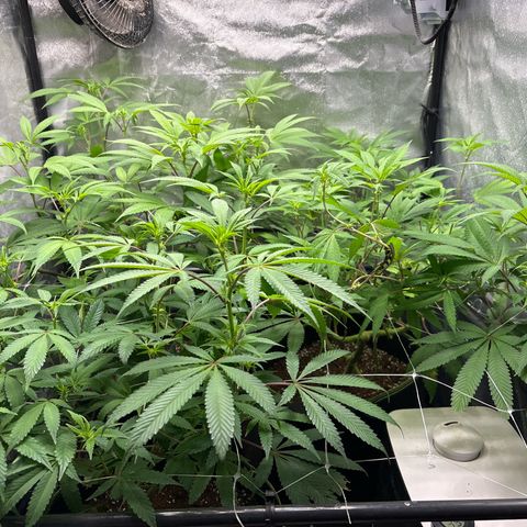 Purple Queen growlog timeline photo