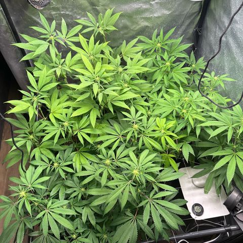 Purple Queen growlog timeline photo