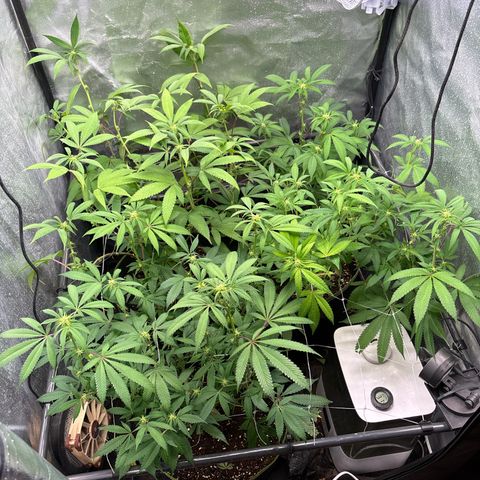 Purple Queen growlog timeline photo