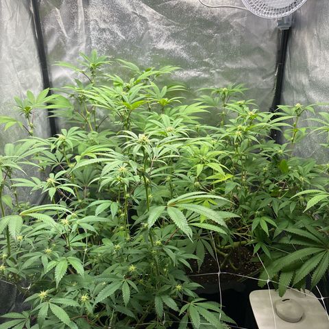 Purple Queen growlog timeline photo