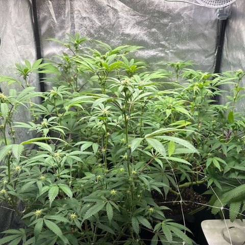 Purple Queen growlog timeline photo