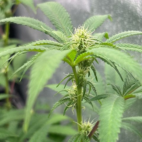 Purple Queen growlog timeline photo