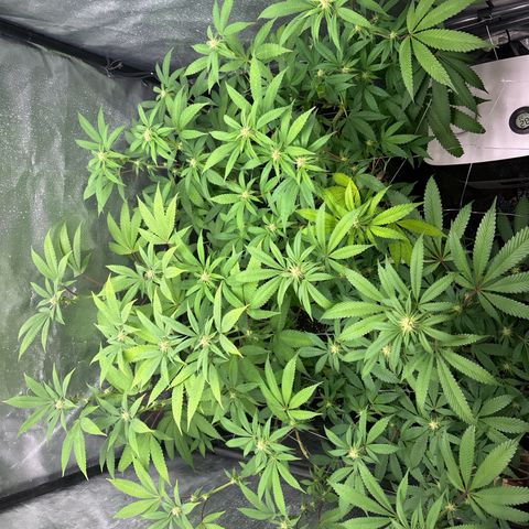 Purple Queen growlog timeline photo