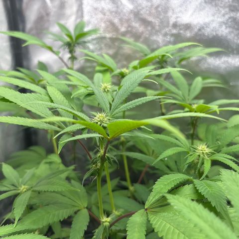 Purple Queen growlog timeline photo