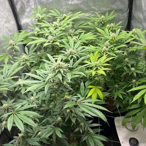 Purple Queen growlog timeline photo
