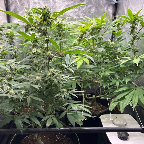 Purple Queen growlog timeline photo