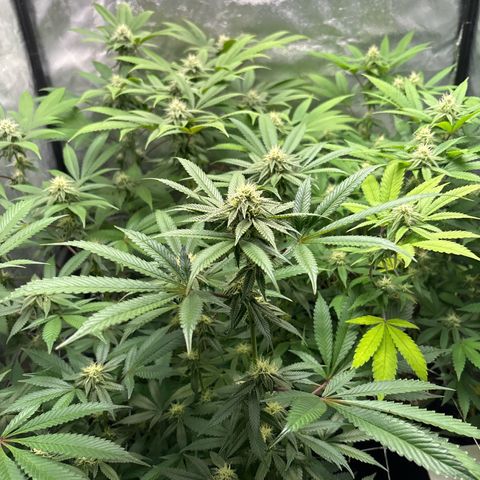 Purple Queen growlog timeline photo