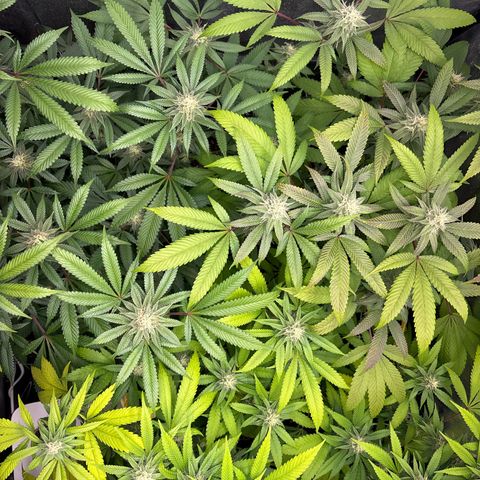 Purple Queen growlog timeline photo